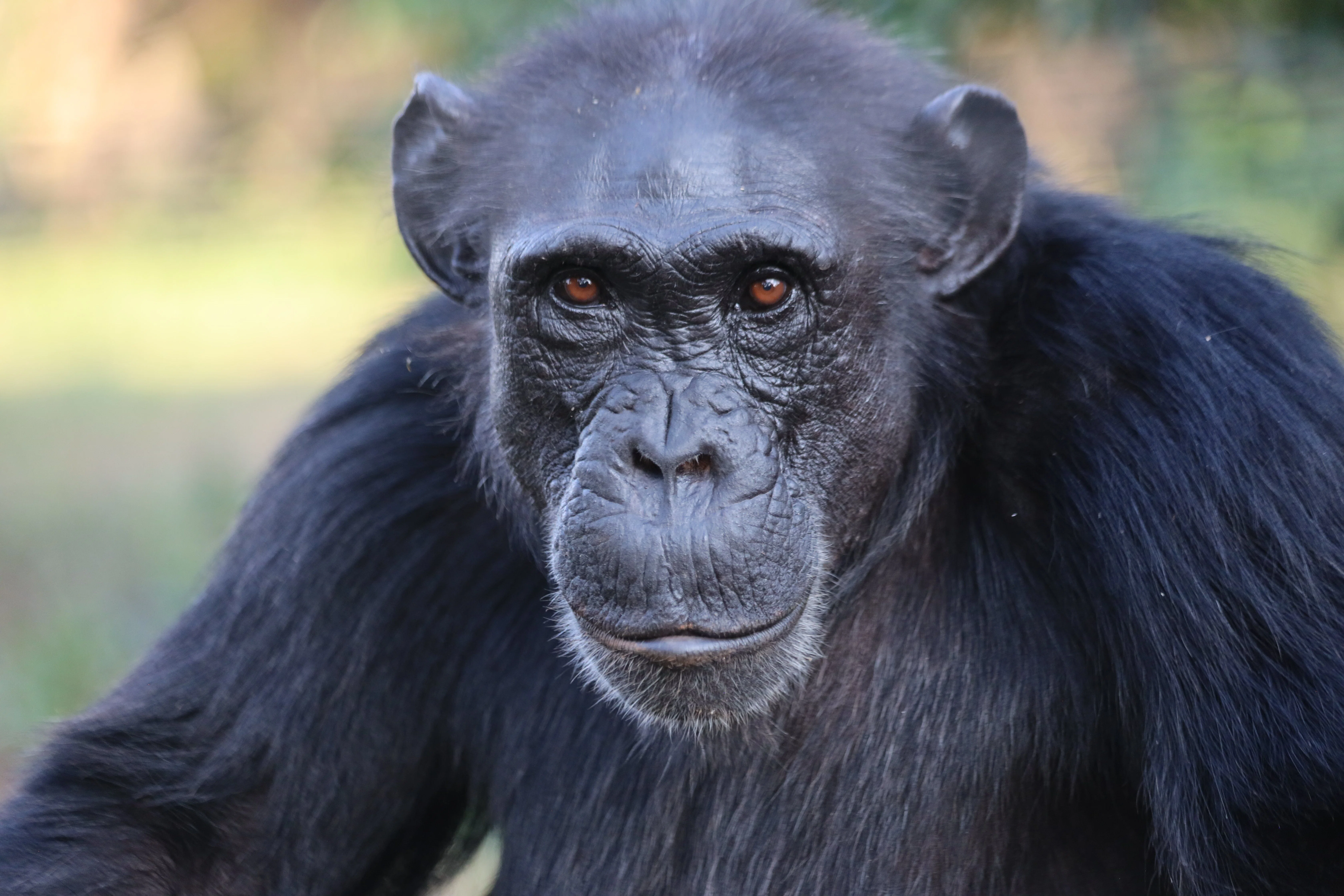 Ngamba Island Chimpanzee Sanctuary