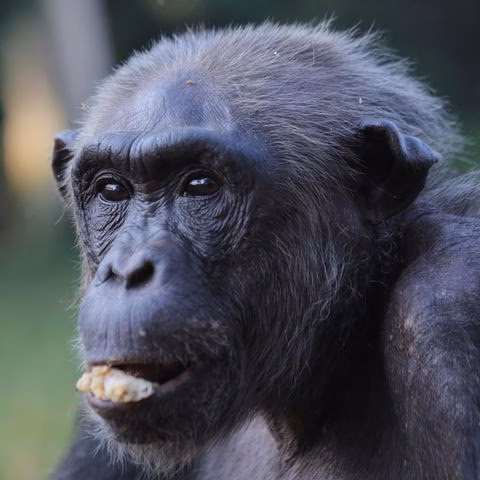 Umugenzi