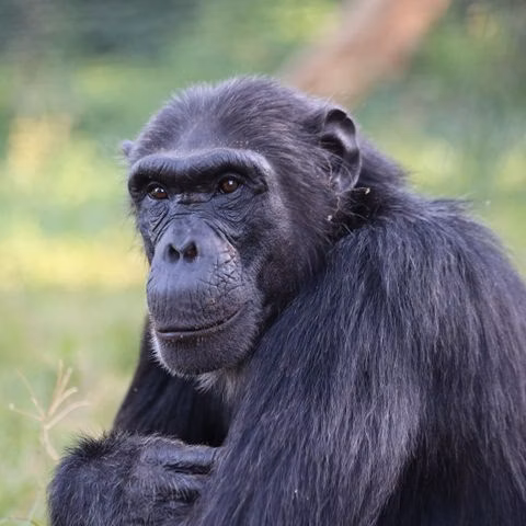 Bahati